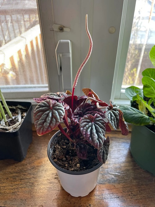 Peperomia caperata Plant indoor