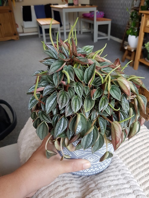 Peperomia caperata Care Guide