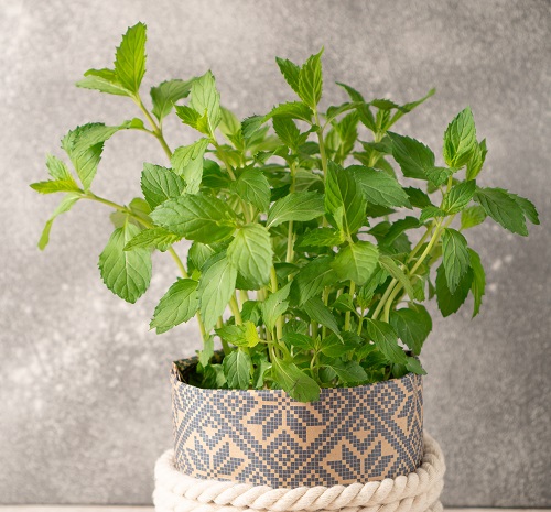 Houseplants You Can Eat