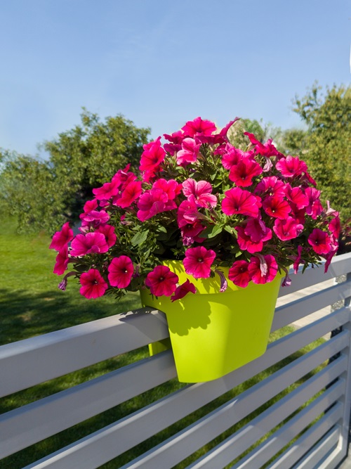 top Flowers that Do Not Like Deadheading