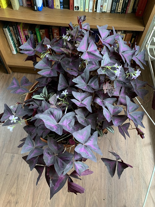 purple shamrock plant indoors