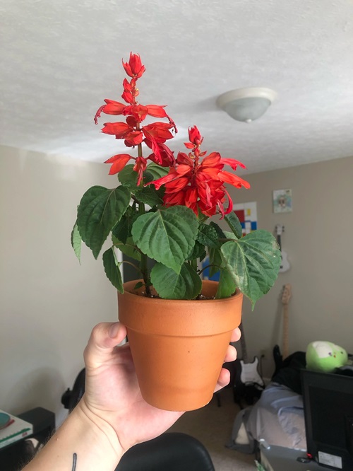 top Flowers That React Badly to Deadheading
