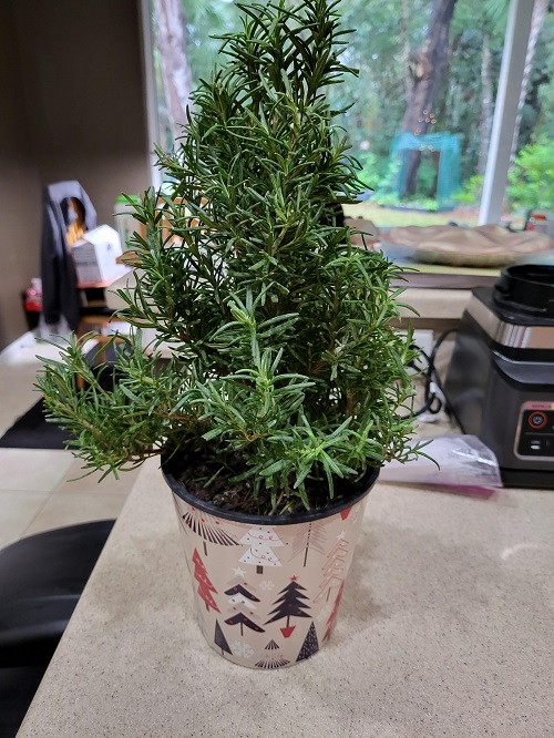 Grow Houseplants You Can Eat 2