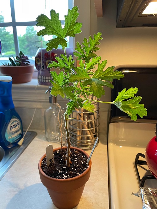 scented geranium plant in pot