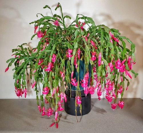 Fascinating Facts About Christmas Cactus 5