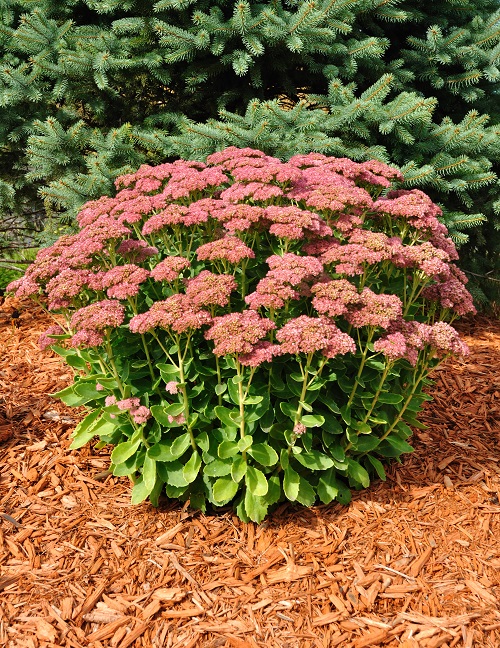  Shrubs You Should Plant In Autumn