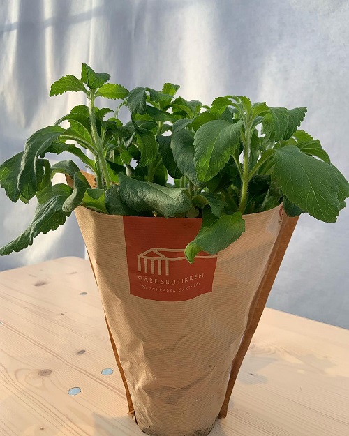 Stevia plant in pot covered