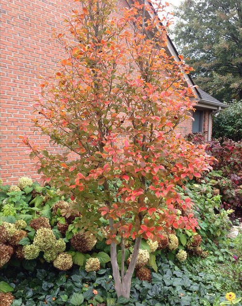 Trees And Shrubs You Should Plant In Autumn