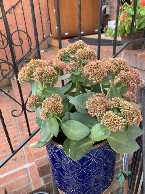 top Flowers That Refuse to Be Deadheaded