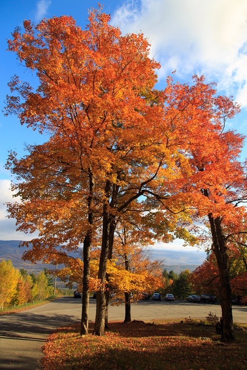 best Amazing Trees And Shrubs You Should Plant In Autumn