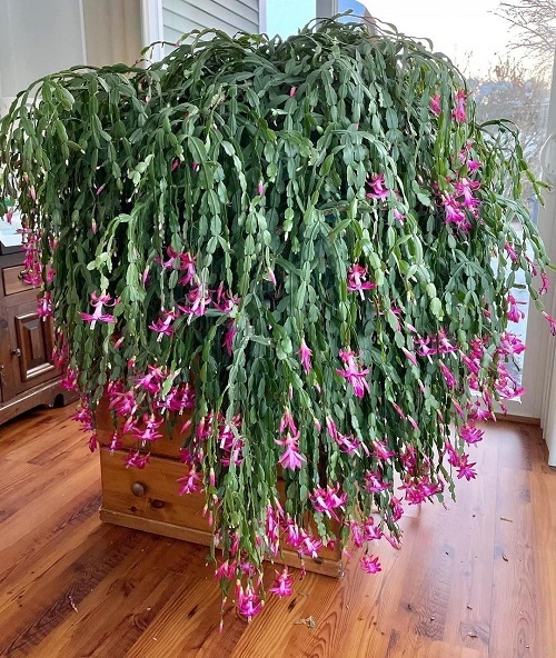 Indoor Christmas Cactus 2