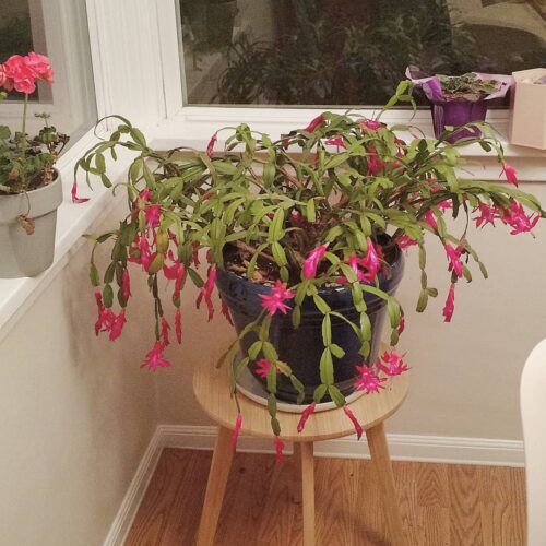 Fascinating Facts About Christmas Cactus 1