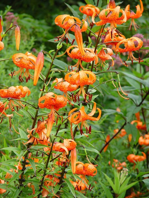 beautiful Turk’s Cap Lily 
