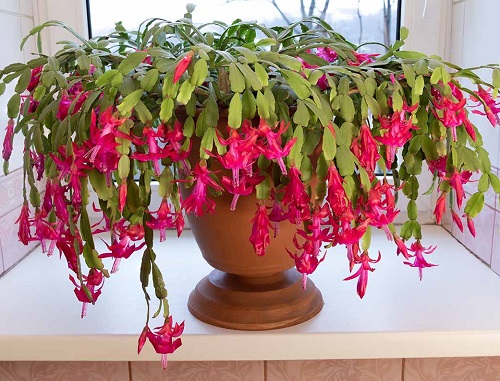 Beautiful Christmas Cactus 5