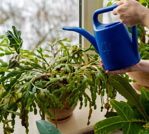 Watering a Christmas cactus indoor