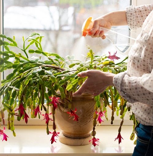 Watering a Christmas cactus