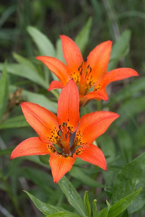 Wood Lily in garden