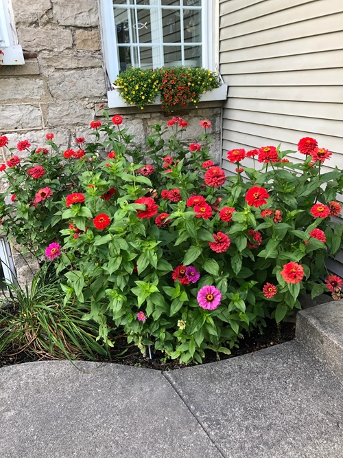 best Flowers That React Badly to Deadheading