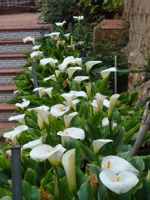Flowers that Do Not Like Deadheading