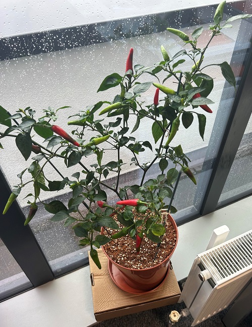Houseplants You Can Eat