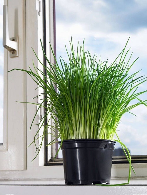 Houseplants You Can Eat