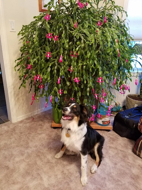 Indoor Christmas Cactus 1