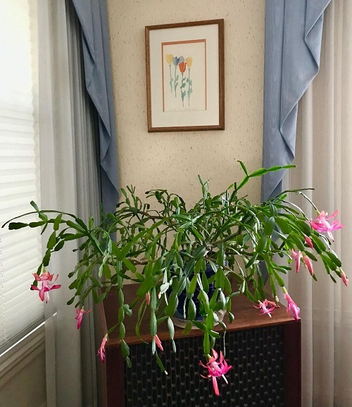 Coffee Grounds for a Healthier Christmas Cactus