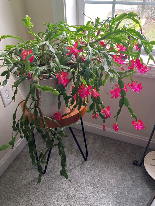 Tips for a Flourishing Christmas Cactus