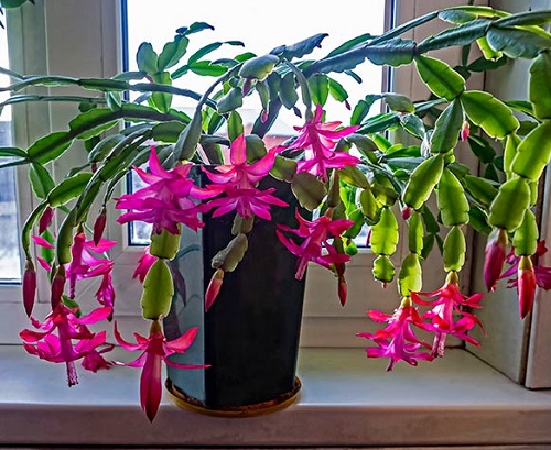 Fascinating Facts About Christmas Cactus 2