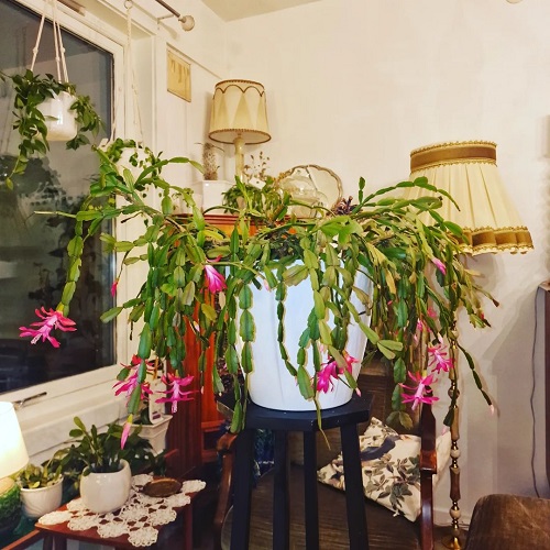 Fascinating Facts About Christmas Cactus 4