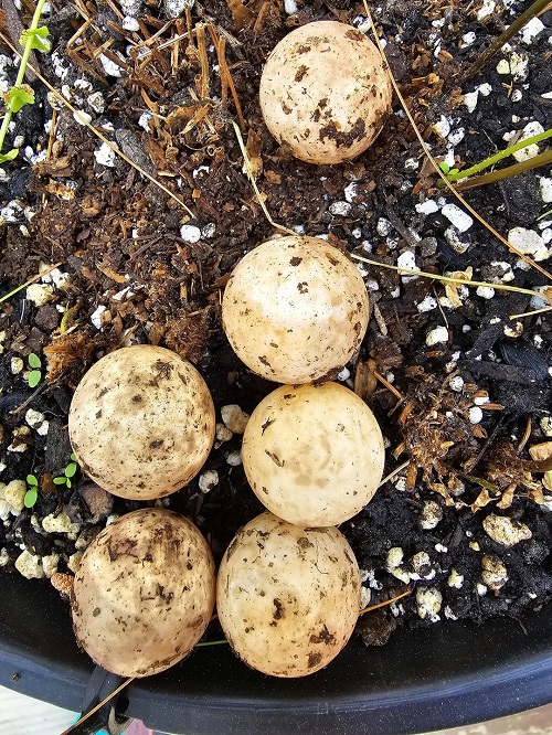 compost hard-boiled eggs