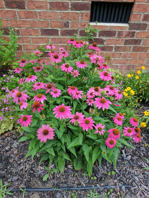 Trees And Shrubs You Should Plant In Autumn