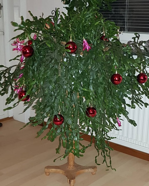 Beautiful Christmas Cactus 4