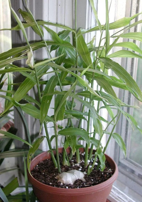 Houseplants You Can Eat