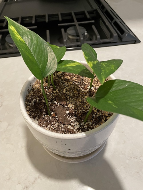How to Make Leggy Pothos big and bushier again
