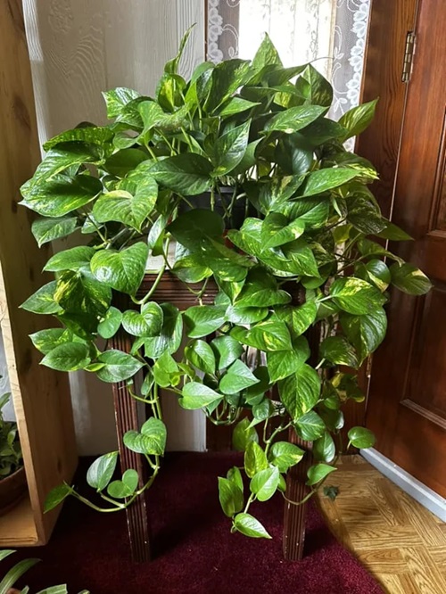 How to make leggy pothos big and bushier again