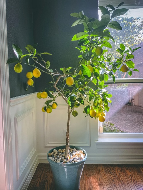 Meyer lemon tree in pot indoors
