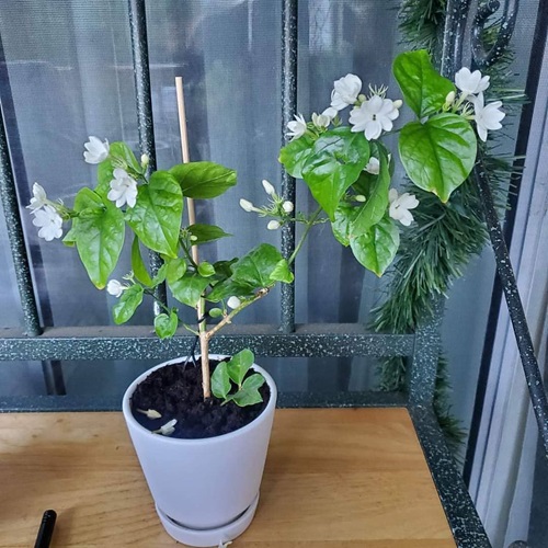 top Flowers That React Badly to Deadheading