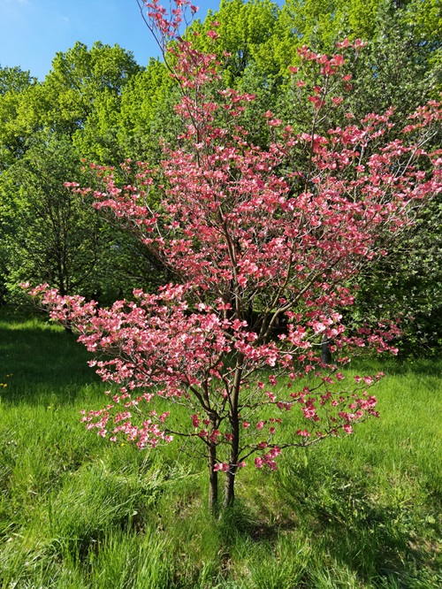 beautiful Amazing Trees And Shrubs You Should Plant In Fall