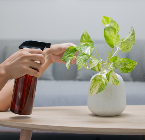 How to Make Leggy Pothos big and bushier again