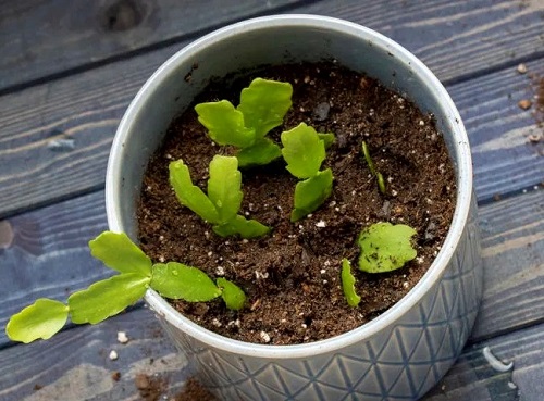  Use Coffee Grounds for Your Christmas Cactus