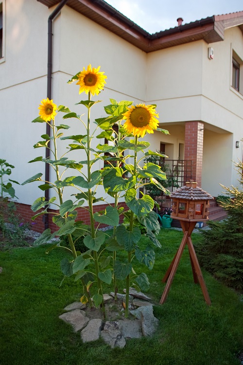 Flowers That React Badly to Deadheading