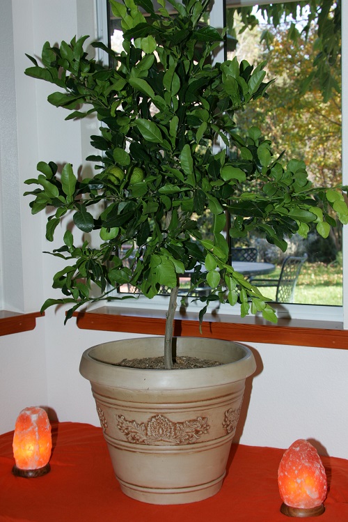 Grow Houseplants You Can Eat 1