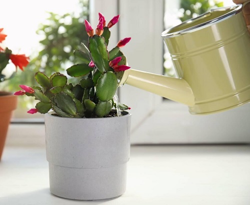 Beautiful Christmas Cactus 3