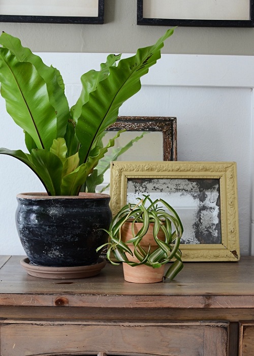 Bird's Nest Fern