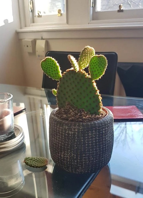 Decorative Indoor Plants 5