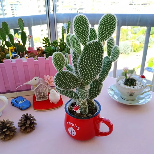 Small Plants Perfect for Adorable