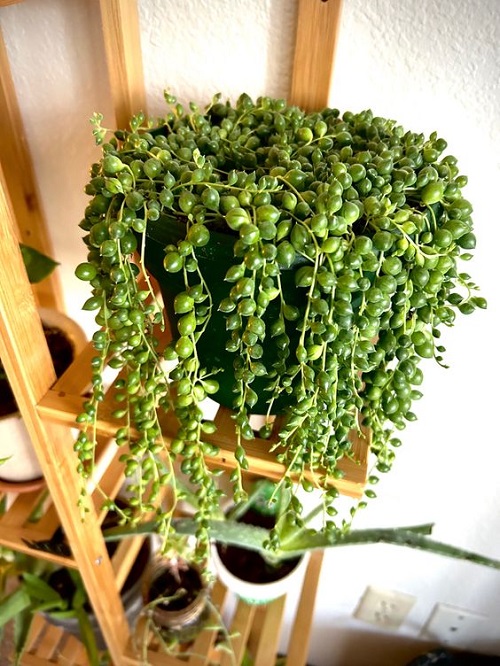 Beautiful Indoor Plants 4