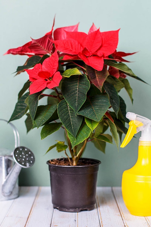  Poinsettias During and After Christmas