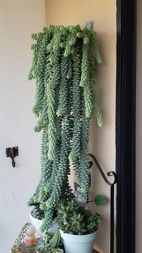 Donkey’s Tails in hanging pot